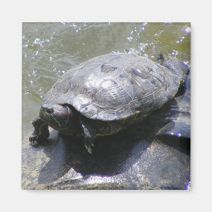 Imã Magnete com tartaruga