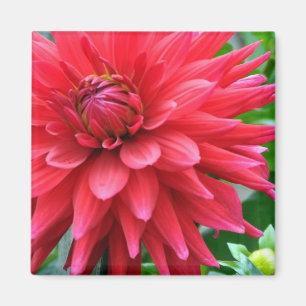 Imã Magnete Dahlia