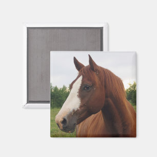Imã Magnete de Cavalo Branco e Marrom