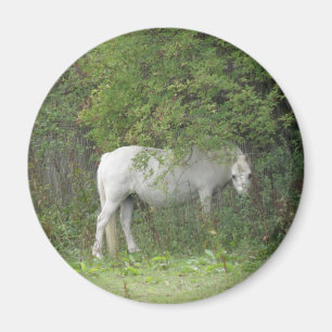 Imã Magnete de Cavalo Branco Tímido