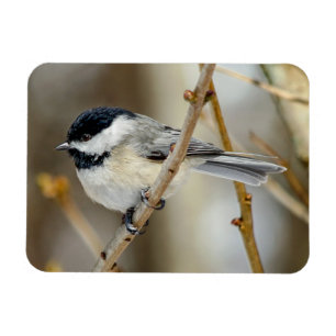 Ímã Magnete de Chickadee em Preto