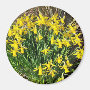 Imã Magnete de Daffodils Amarelo Primavera