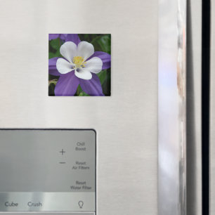 Imã Magnete de Flor Branco e Roxo Columbino