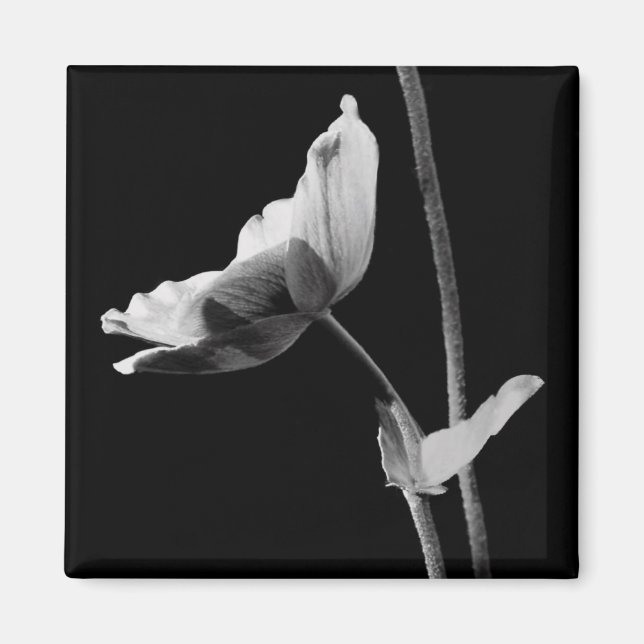 Imã Magnete de Flor Preta e Branca (Frente)