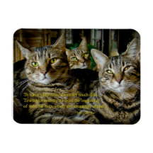 Magnete de gato inspirador - Todos os gatos são ún