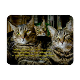 Ímã Magnete de gato inspirador - Todos os gatos são ún