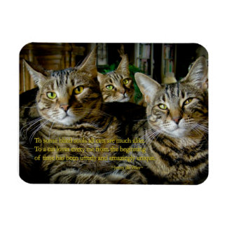 Ímã Magnete de gato inspirador - Todos os gatos são ún