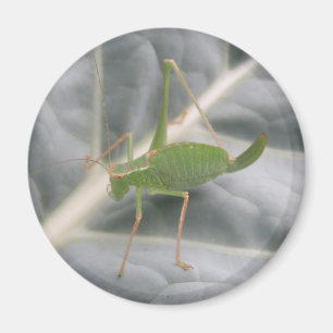 Imã Magnete de Macro de Cricket Verde