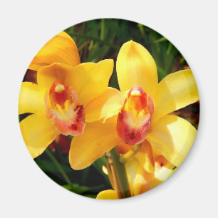 Imã Magnete de Orquídea de Cymbidium Amarelo
