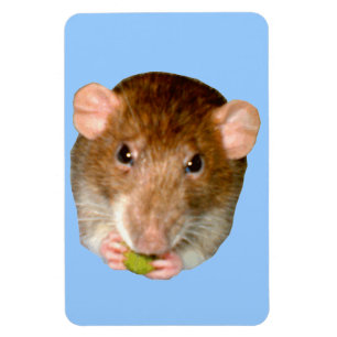 Ímã Magnete de Rat Premium com fome