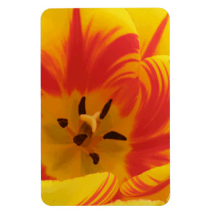 Ímã Magnete Premium com Tulip Fiery