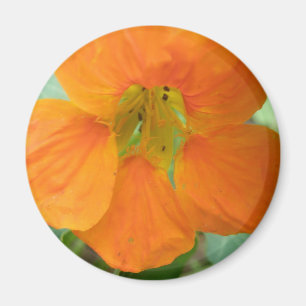 Imã Magneto bonito de Nasturtium Laranja