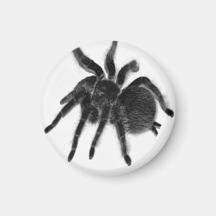 Imã Magneto Branco Preto da Aranha Tarantula