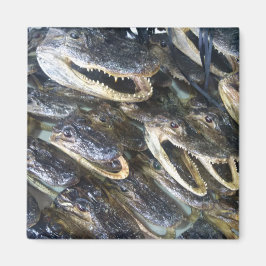 Imã Magneto da Cabeça do Gator