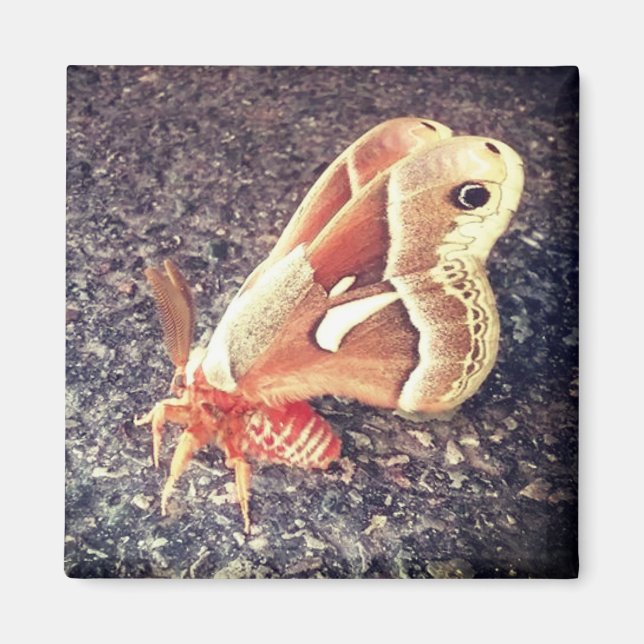 Imã Magneto da Luz (Frente)