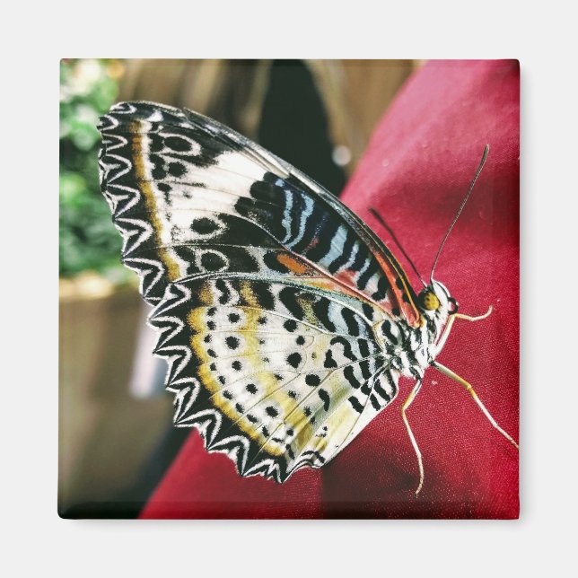 Imã Magneto de Borboleta (Frente)