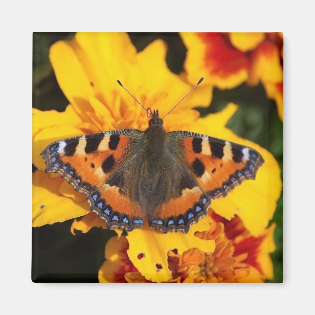 Imã Magneto de Borboleta (Frente)