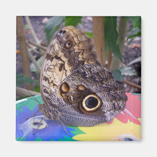 Imã Magneto de Borboleta (Frente)