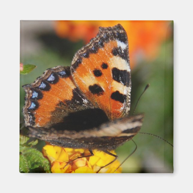 Imã Magneto de Borboleta (Frente)