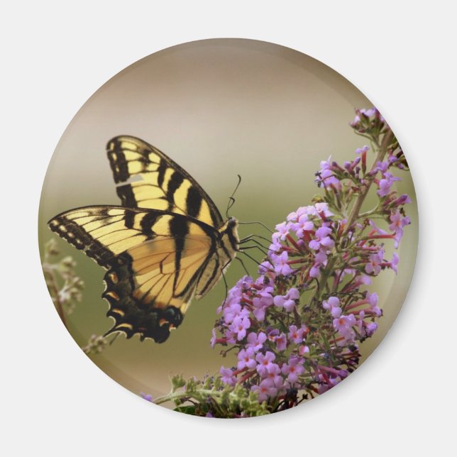 Imã Magneto de Borboleta (Frente)