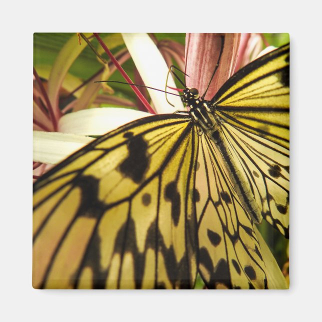 Imã Magneto de Borboleta (Frente)