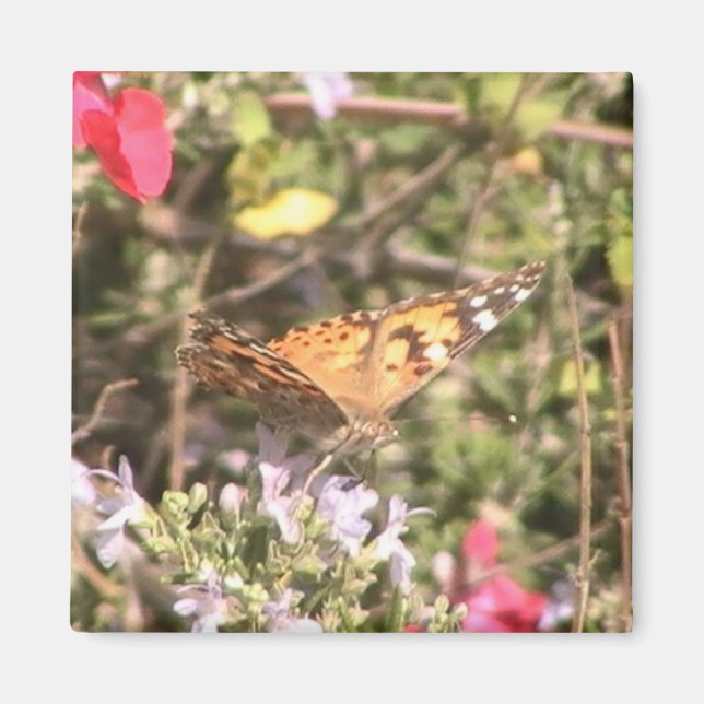 Imã Magneto de Borboleta (Frente)