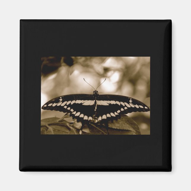 Imã Magneto de Borboleta B/W (Frente)