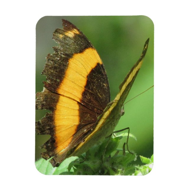 Ímã Magneto de Borboleta Tropical Amarelo e Preto (Vertical)