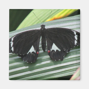 Imã Magneto de Borboleta Tropical Preta e Branca