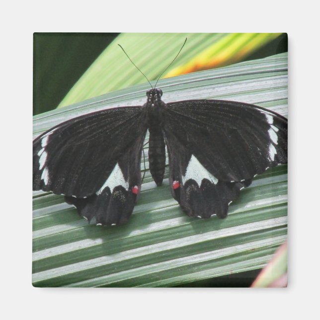 Imã Magneto de Borboleta Tropical Preta e Branca (Frente)