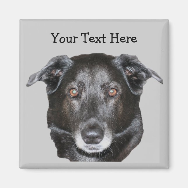 Imã Magneto de Cachorro Negro Labrador Retriever (Frente)