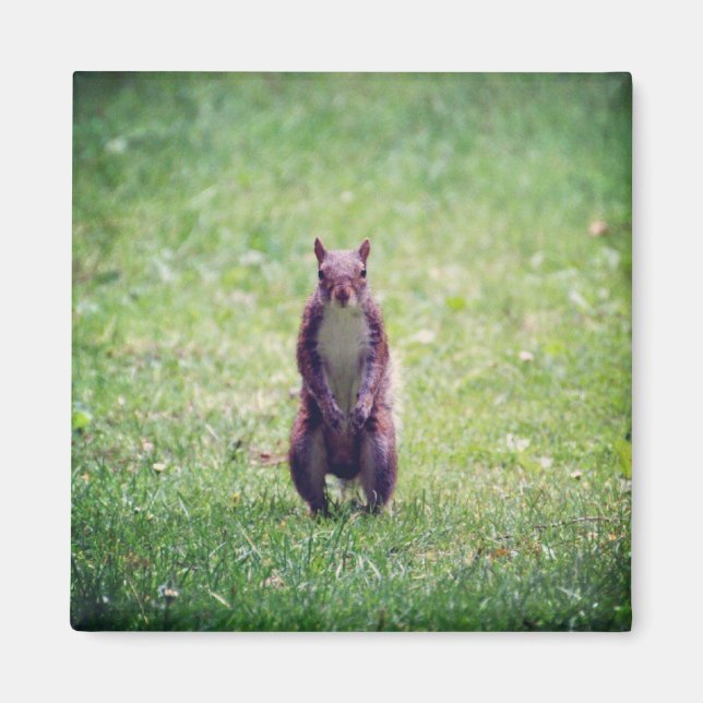 Imã Magneto de Esquilo (Frente)