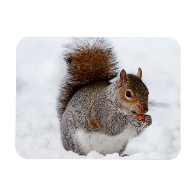 Ímã Magneto de Esquilo (Horizontal)