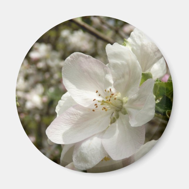 Imã Magneto de Flor de Maçã (Frente)
