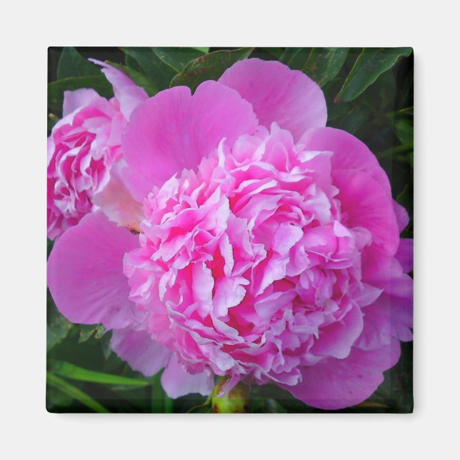 Imã Magneto de Flor de Peony Rosa Grande (Frente)
