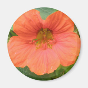 Imã Magneto de Flor Nasturtium Laranja