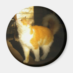 Imã Magneto de Gato de ouro