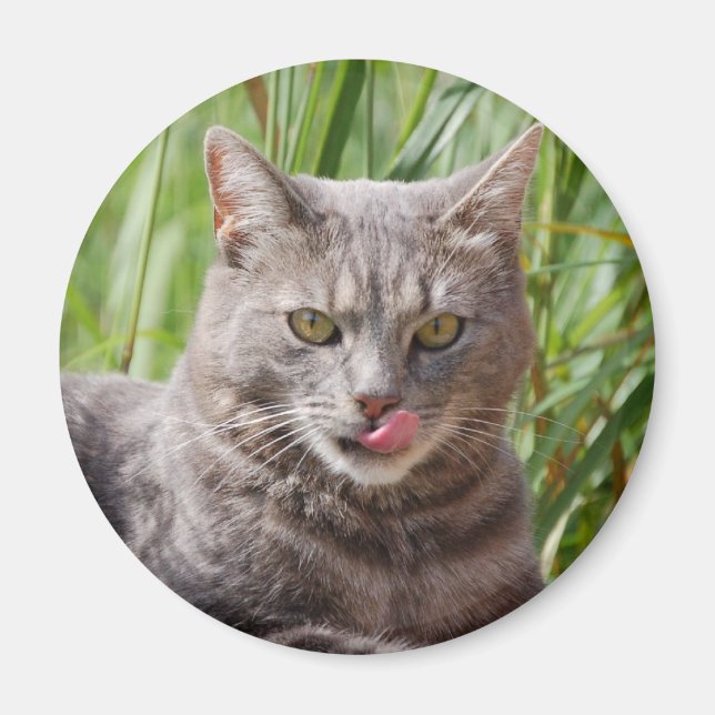 Imã Magneto de Gato Fome (Frente)