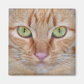 Imã Magneto de Gato Laranja
