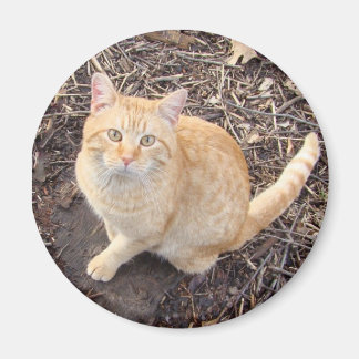 Imã Magneto de Gato Laranja