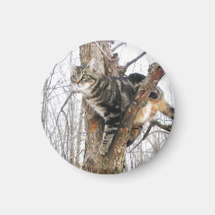 Imã Magneto de Gato Tabby Round