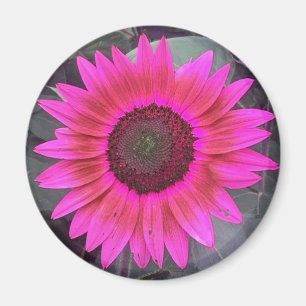 Imã Magneto De Girassol Rosa Neon