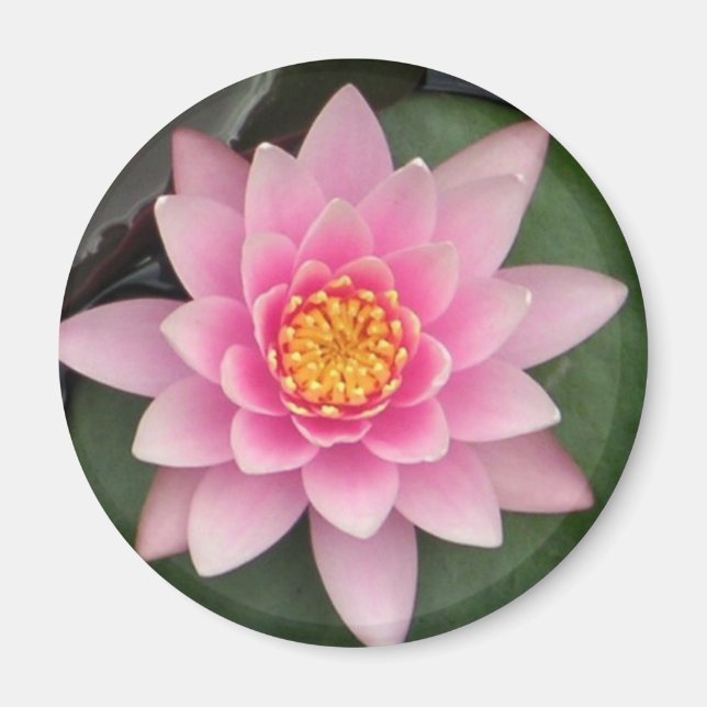 Imã Magneto de Lotus Rosa (Frente)