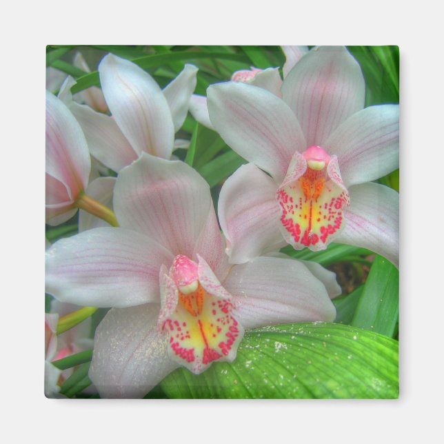 Imã Magneto de Orquídeas Brancas e Rosa (Frente)