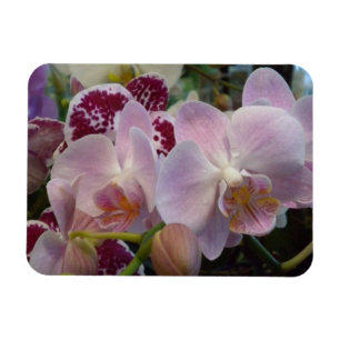 Ímã Magneto de Orquídeas Rosa