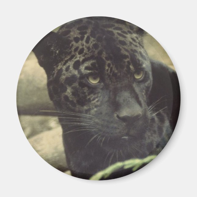 Imã Magneto de Pantera Preta (Frente)