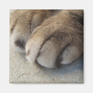 Imã Magneto de Patas Cat