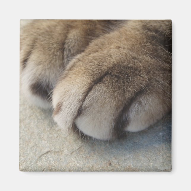 Imã Magneto de Patas Cat (Frente)
