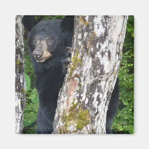 Imã Magneto de Urso Negro