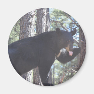 Imã Magneto de Urso Preto